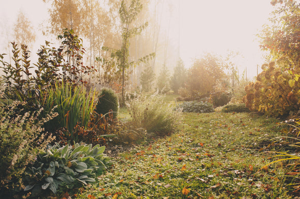5 Plants for Winter Interest